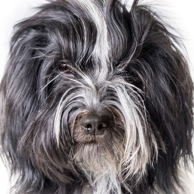 5 Easy Dog Grooming Hacks