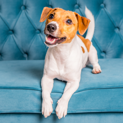 5 Things You Need to Know Before Adopting A Dog
