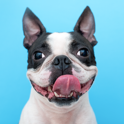 5 Ways Dogs Help Your Mental Health