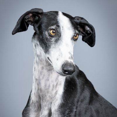 What is Clean Beauty for Dogs?