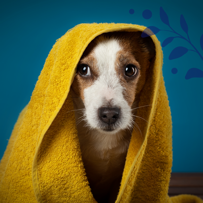 How Often Should I Bathe My Dog?