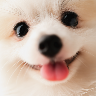 Fact or Fiction: The Hypoallergenic Dog