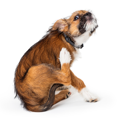 Pet Allergies<br>101