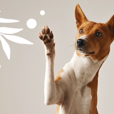 Why You Should Always Use a Dog Shampoo