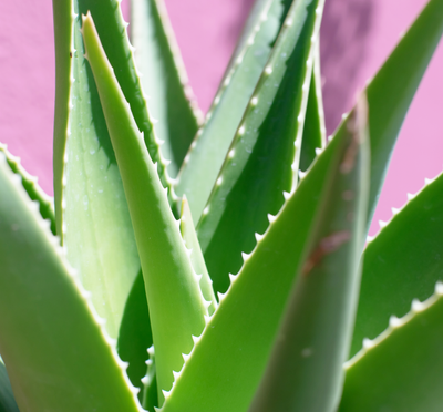 The Benefits of<br>Aloe Vera