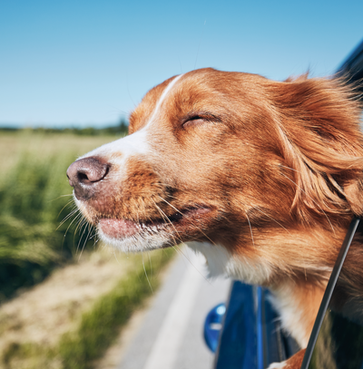 5 Tips for A Dog-Friendly Trip