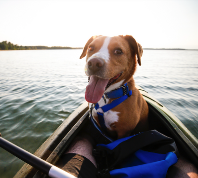 5 Dog-Friendly Holiday Escapes