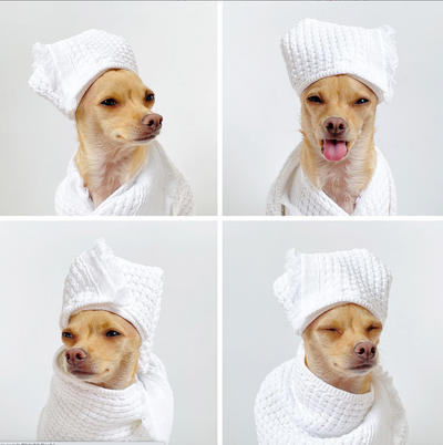 9 Dogs to 💖 on Instagram