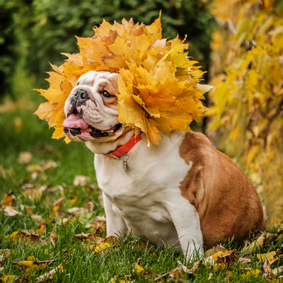 Fall Coat Care Tips