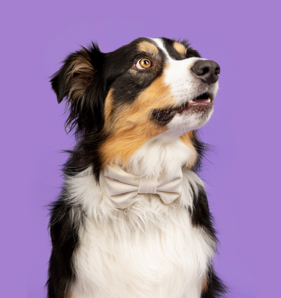 Your Dog & Your Wedding: 5 Tips for the Big Day