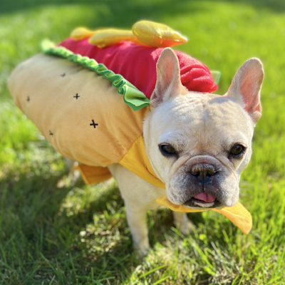 Pumpkin Good Dog Treat Recipe