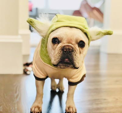 Pup Culture Halloween
