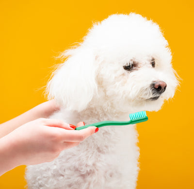 7 Common Mistakes Dog Owners Make